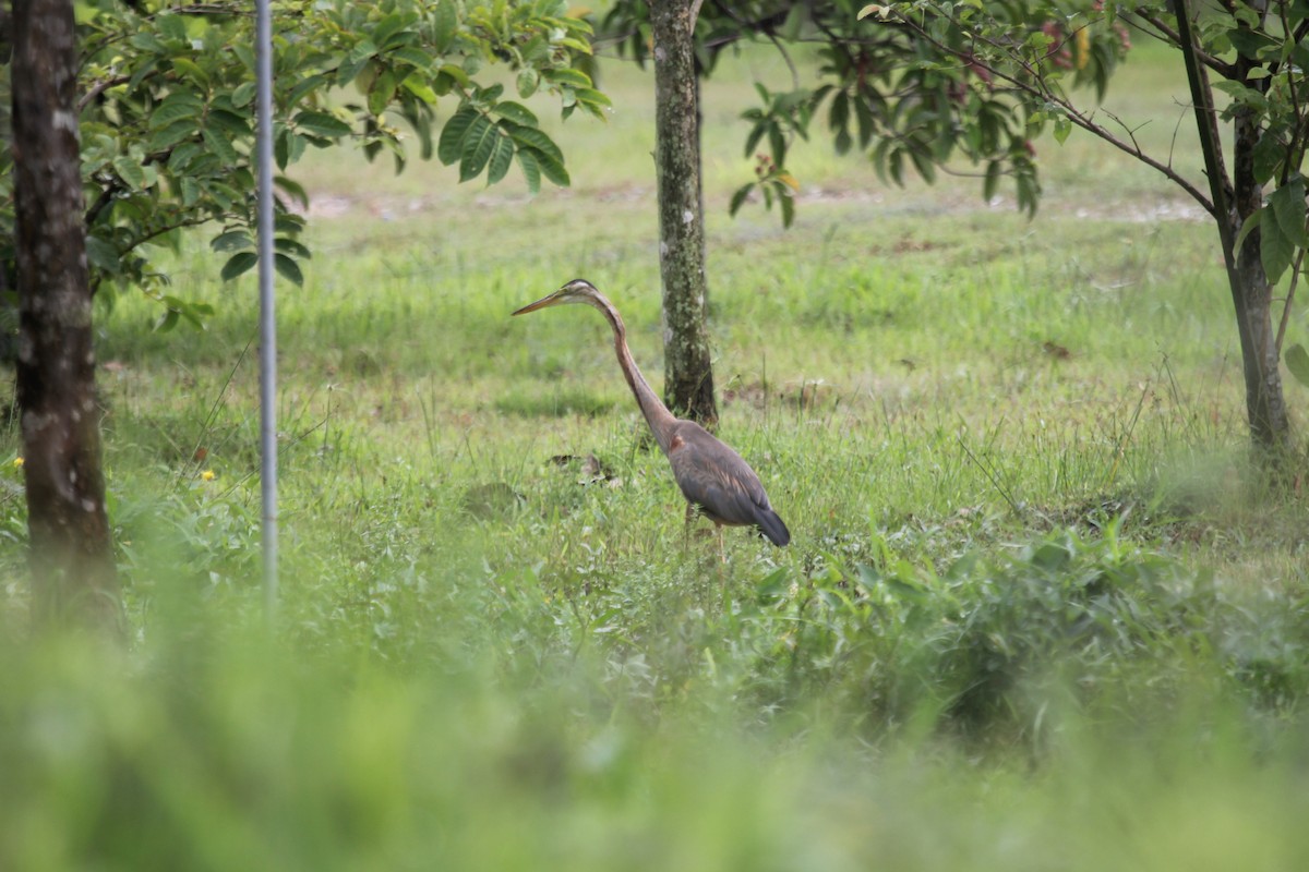 Purple Heron - ML644604041