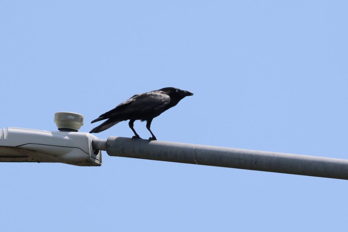 Torresian Crow - ML644604042