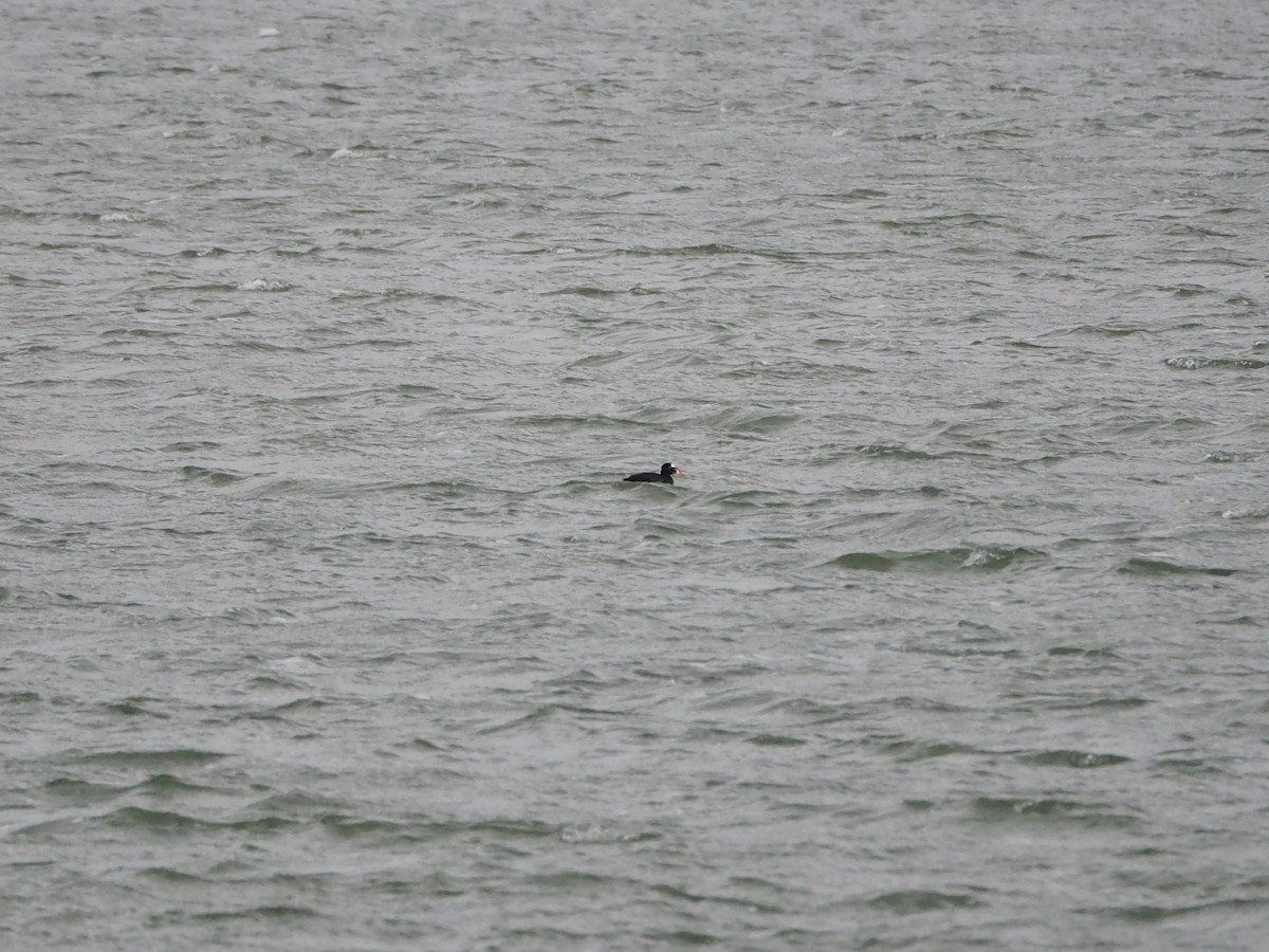 turpan pestrozobý - ML644604045