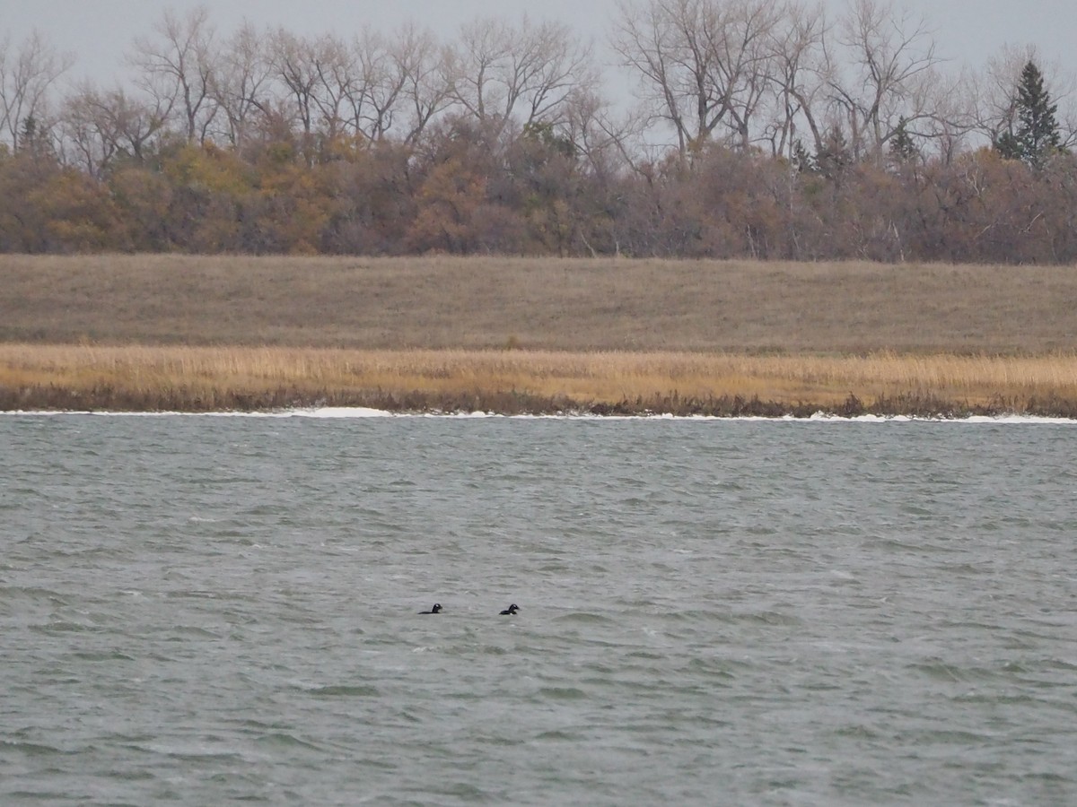 turpan kanadský - ML644604049