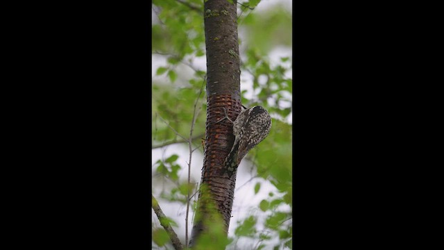 Chupasavia Norteño - ML644604051