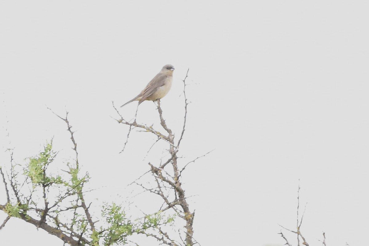 Blue-and-yellow Tanager - ML644604057