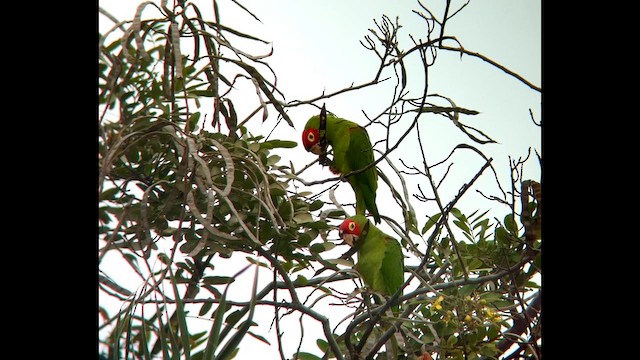 Aratinga de Guayaquil - ML644604061
