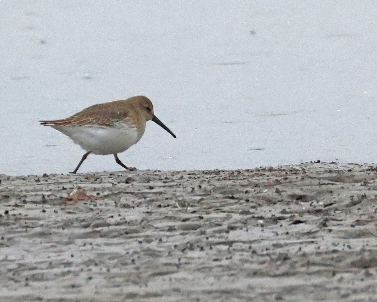 Хар элсэг - ML644604072