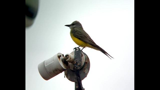 Tirano Melancólico - ML644604076