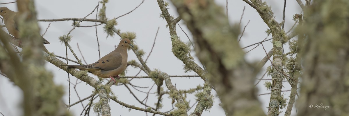 ナゲキバト - ML644604083