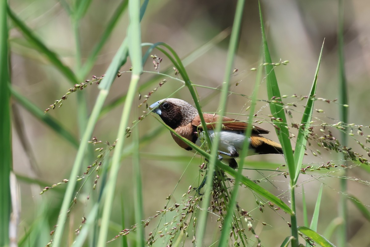 Chestnut-breasted Munia - ML644604084
