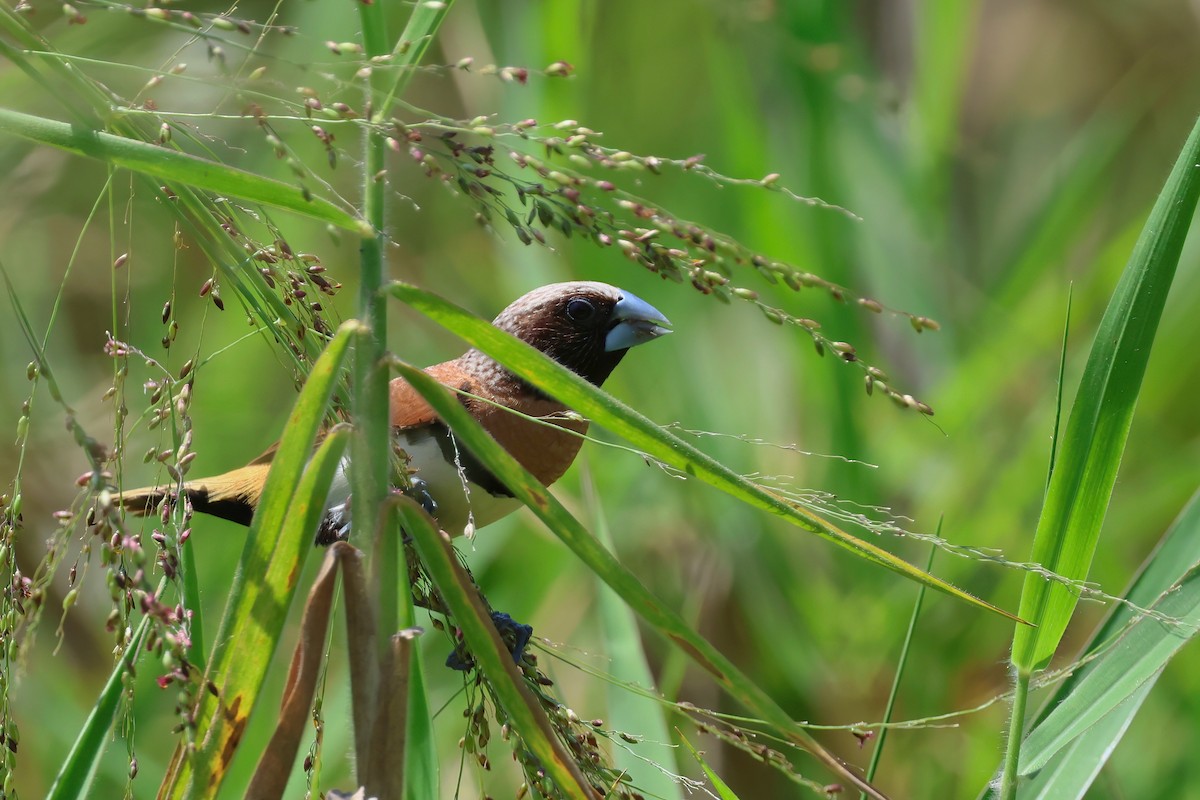 Chestnut-breasted Munia - ML644604086