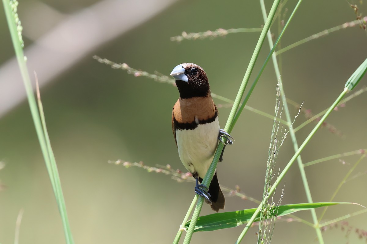 Chestnut-breasted Munia - ML644604087
