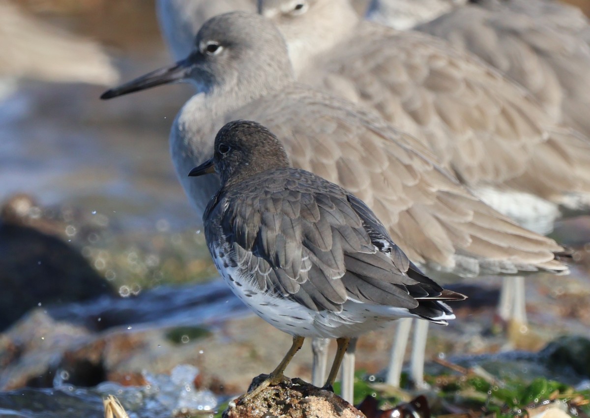 brottsnipe - ML644604089