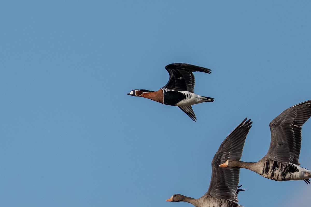 Red-breasted Goose - ML644604098