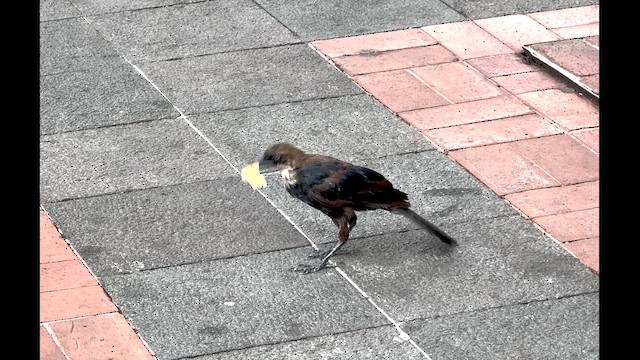 Zanate Mexicano - ML644604105