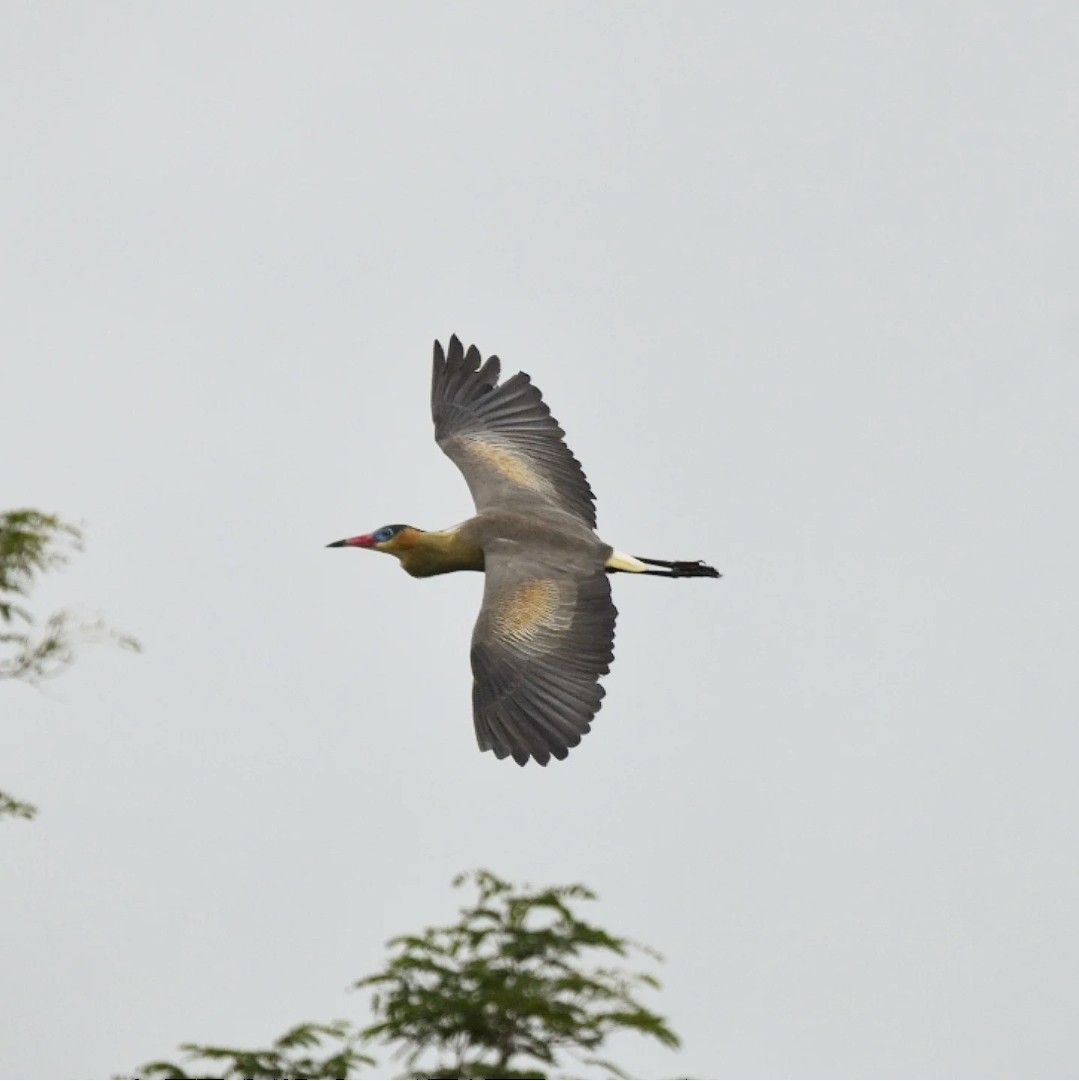 キムネゴイ - ML644604110