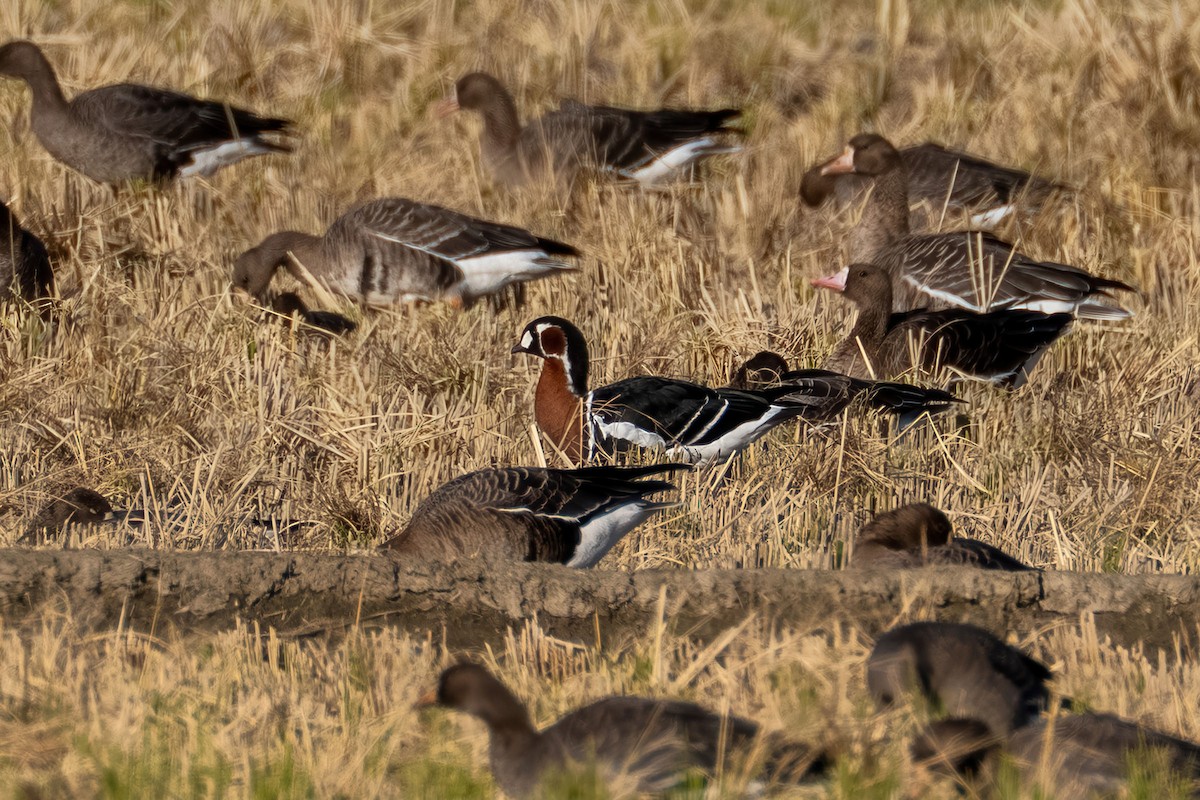 Red-breasted Goose - ML644604111