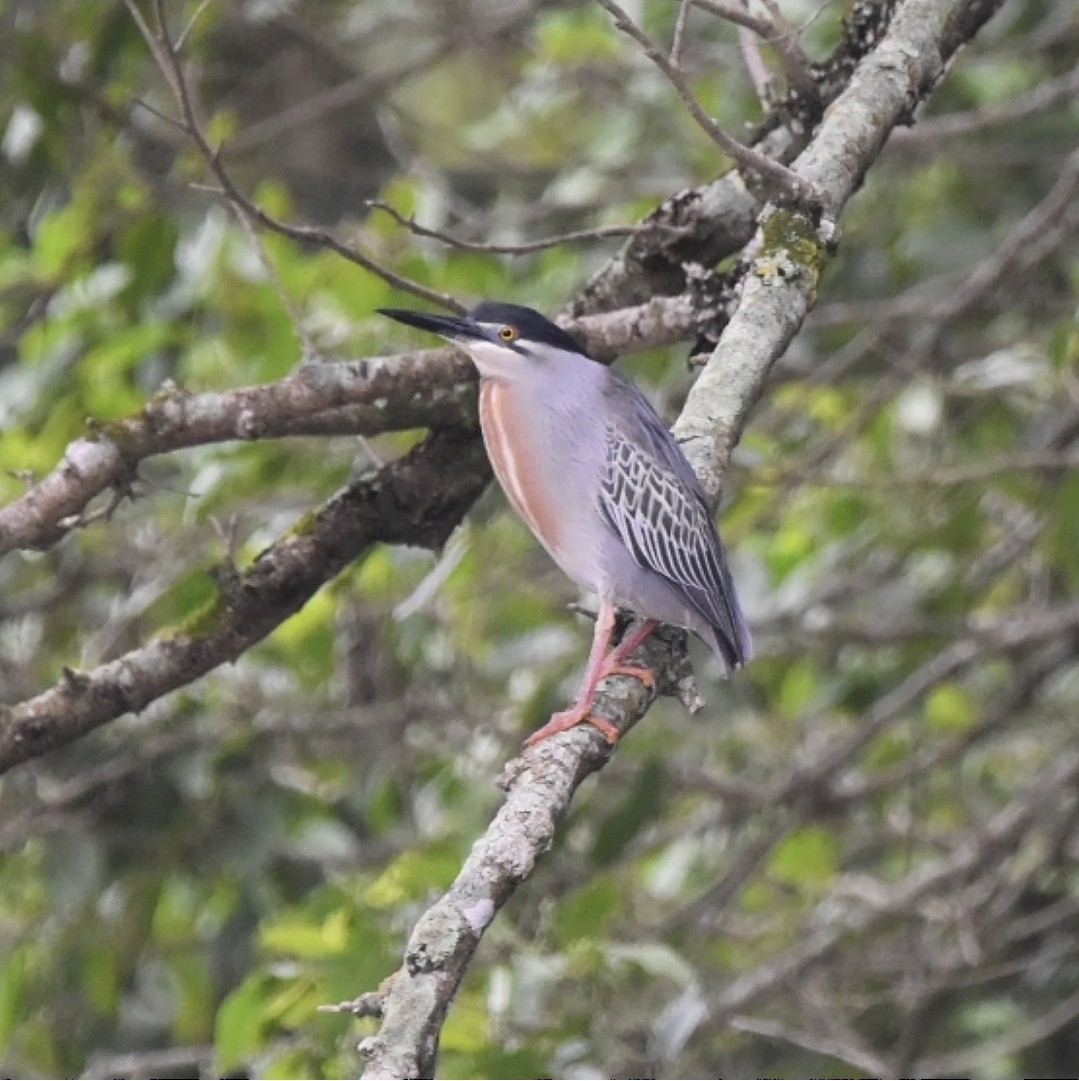 Striated Heron - ML644604116