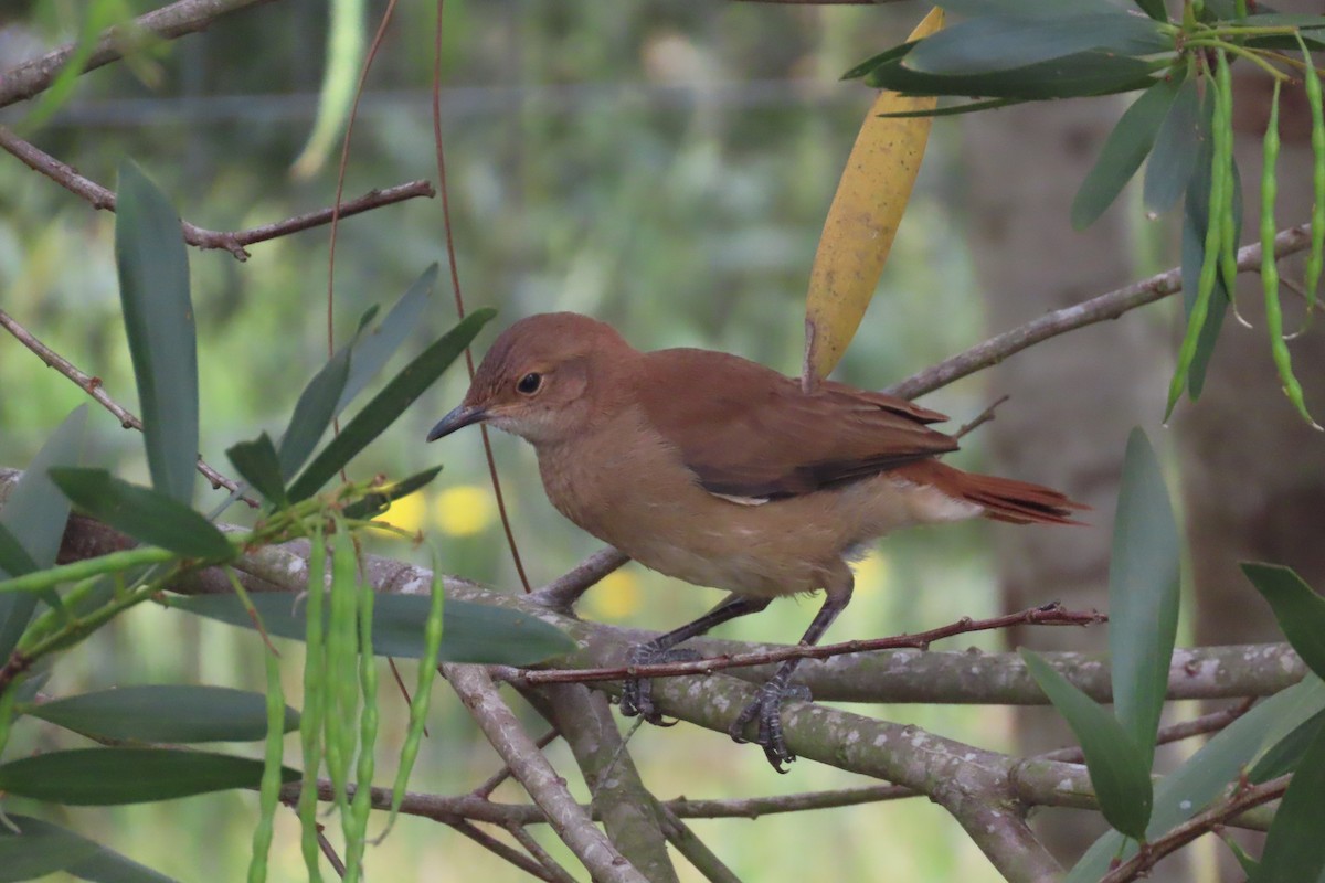 Rosttöpfer - ML644604121