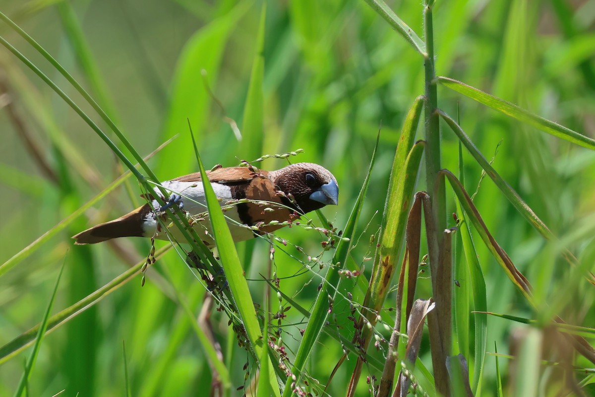 Chestnut-breasted Munia - ML644604123