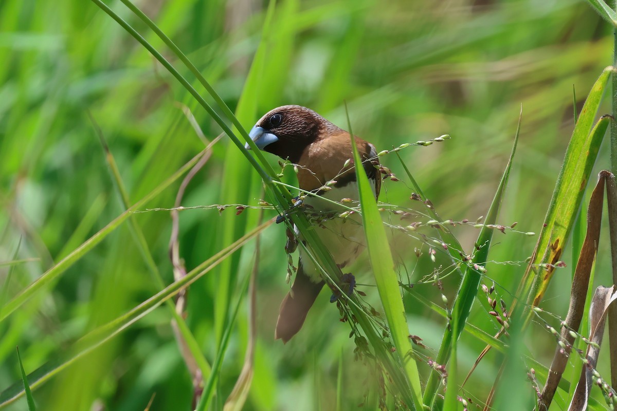 Chestnut-breasted Munia - ML644604125