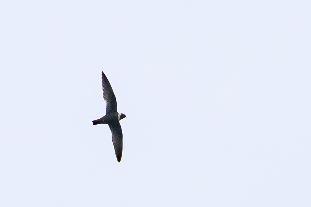 Vencejo Acollarado - ML644604136