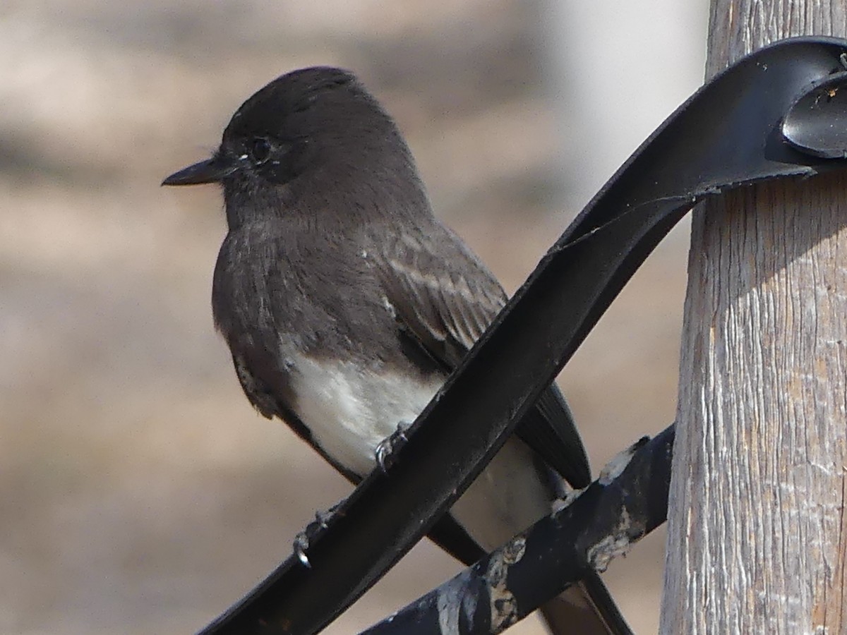 Black Phoebe - ML644604141