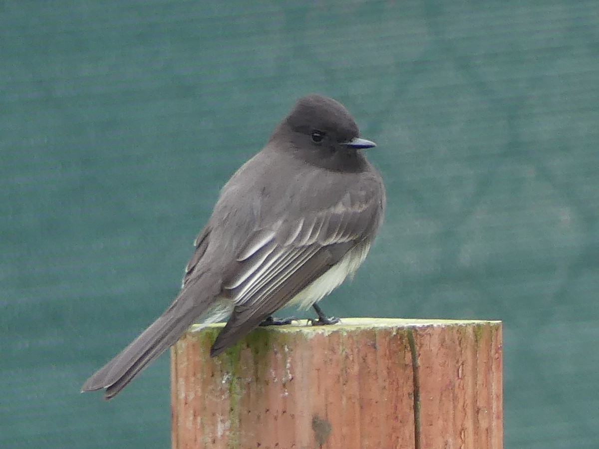 Black Phoebe - ML644604142