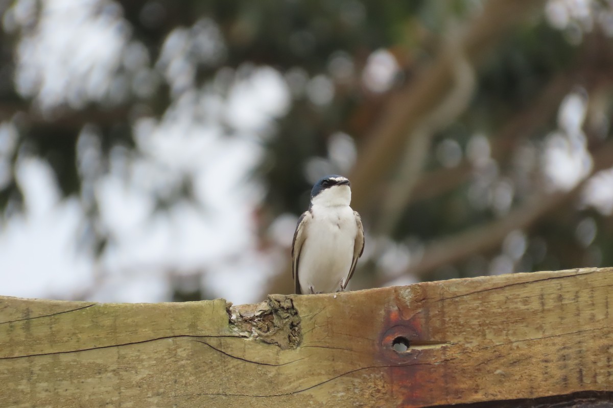 White-rumped Swallow - ML644604143