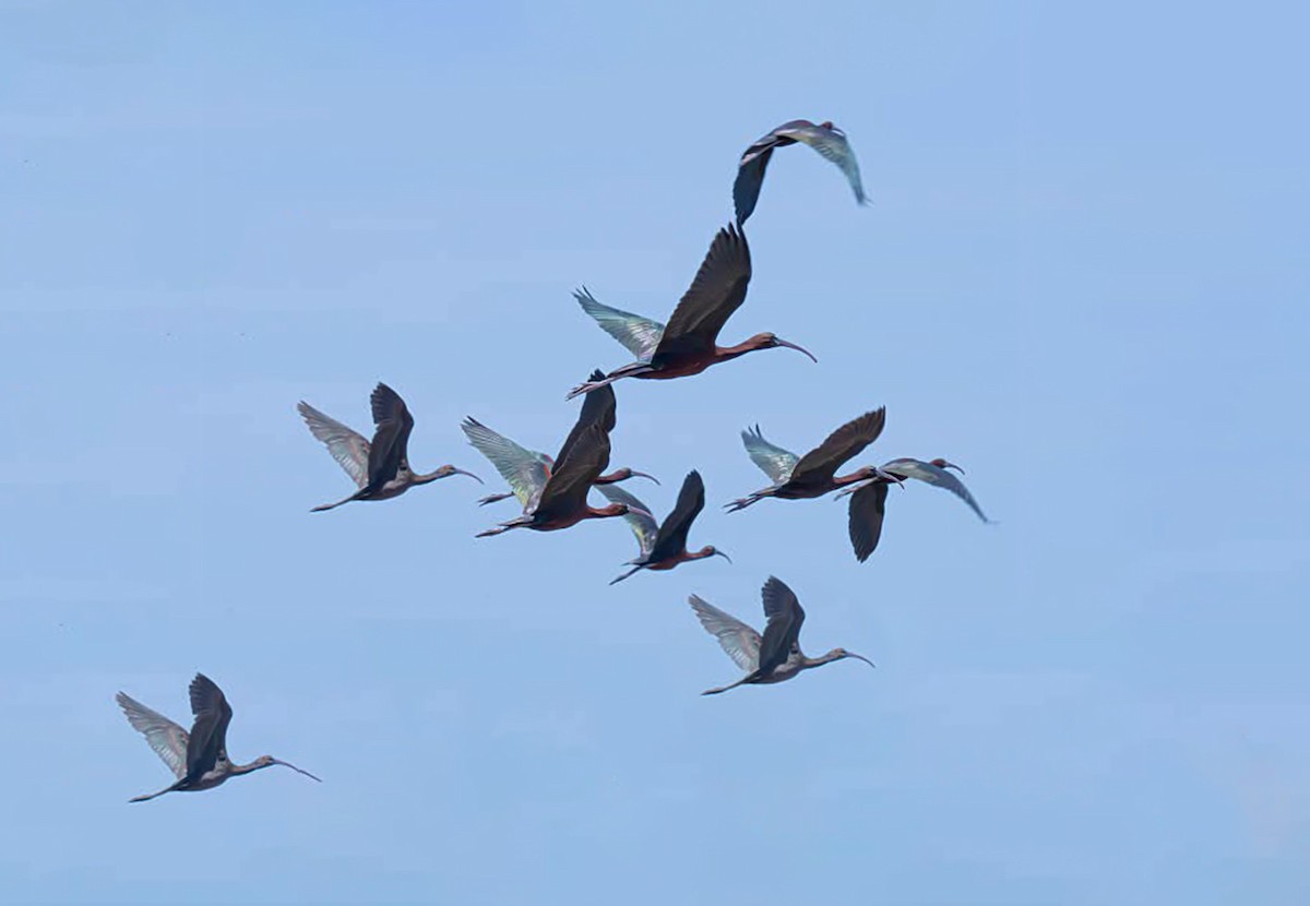 White-faced Ibis - ML644604144
