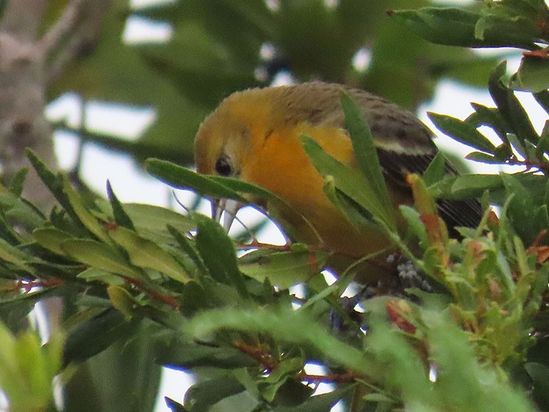 lundtrupial - ML644604148