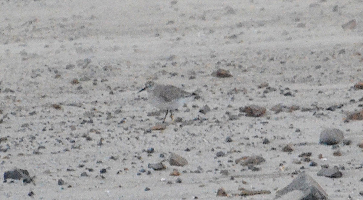 Шармаг элсэг - ML644604149