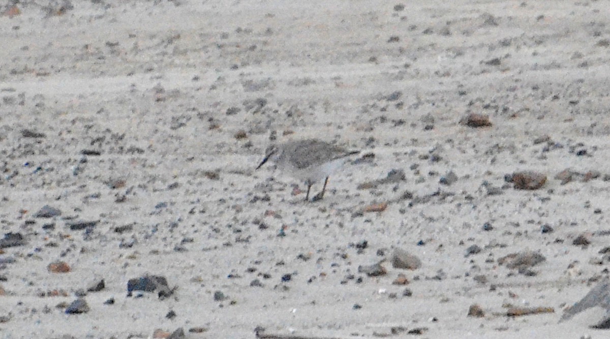 Шармаг элсэг - ML644604150