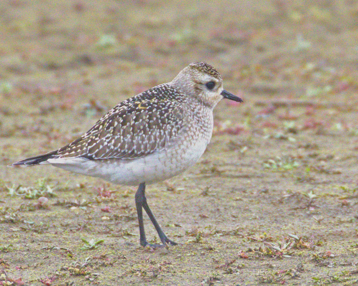 American Golden-Plover - ML644604152