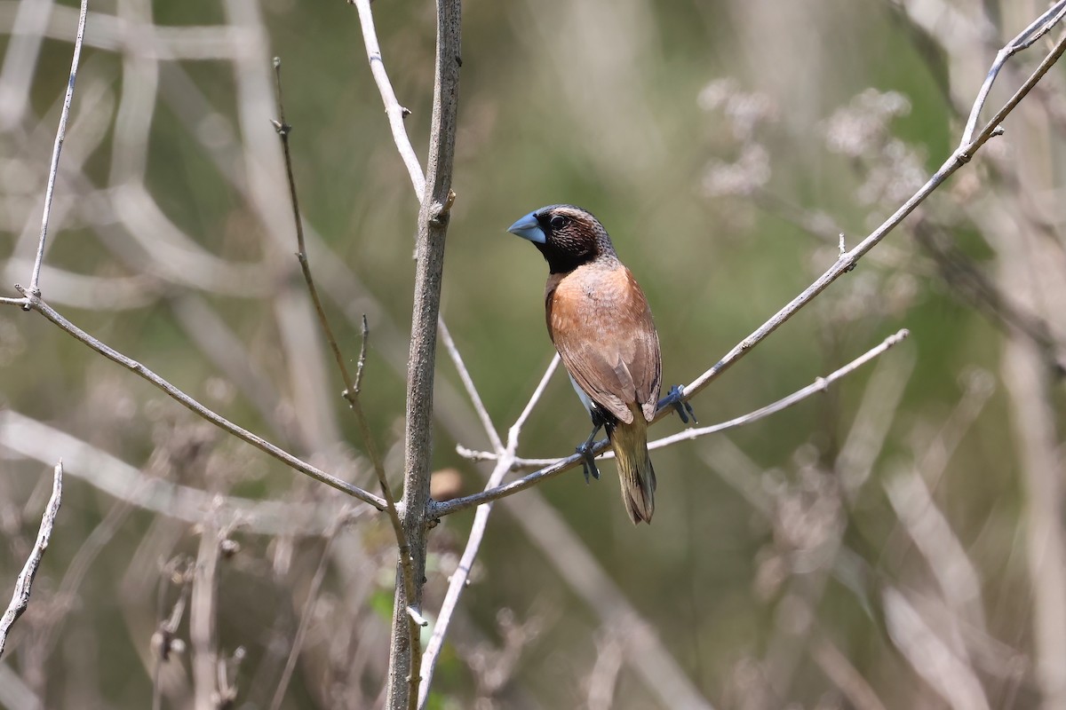 Chestnut-breasted Munia - ML644604158