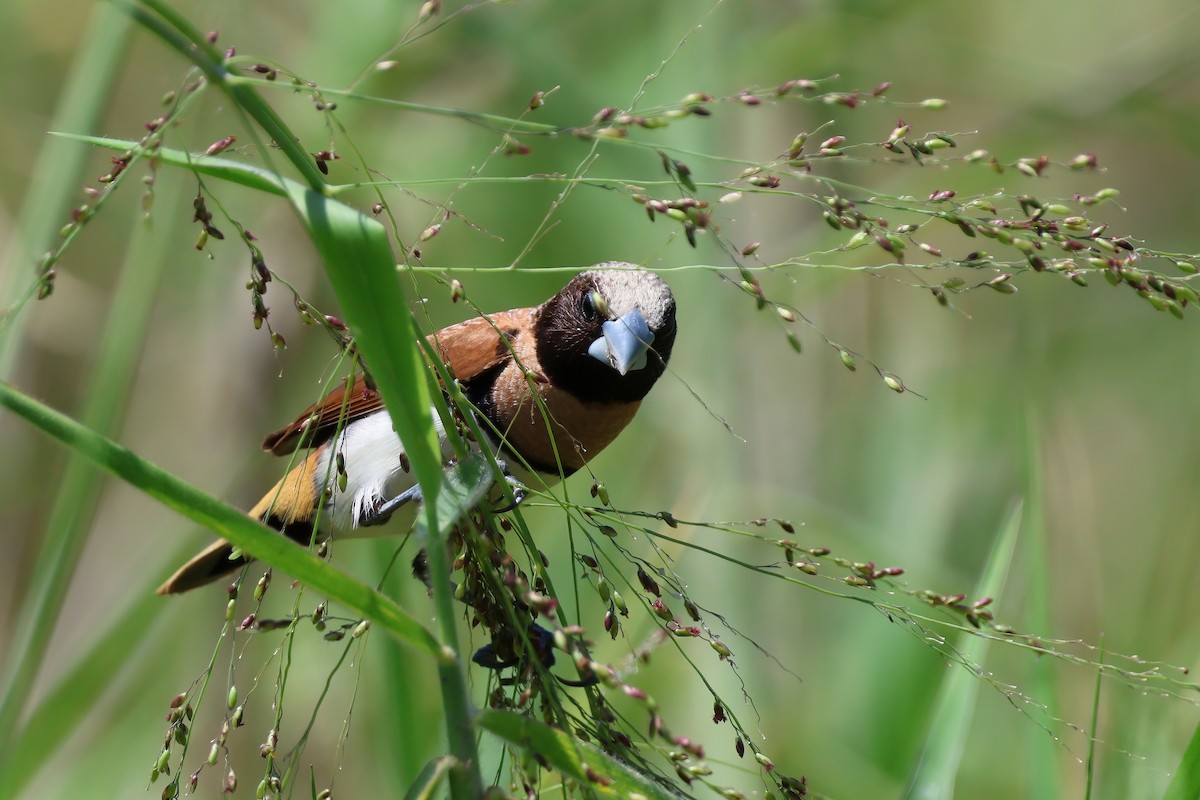 Chestnut-breasted Munia - ML644604159