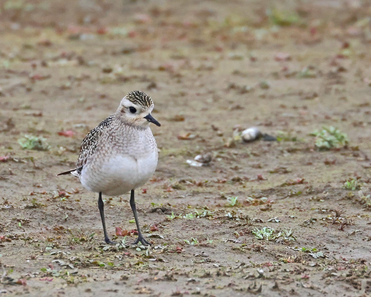 American Golden-Plover - ML644604166