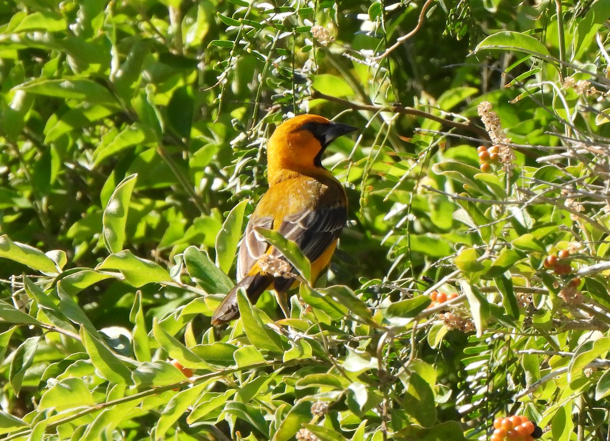 Altamira Oriole - ML644604180