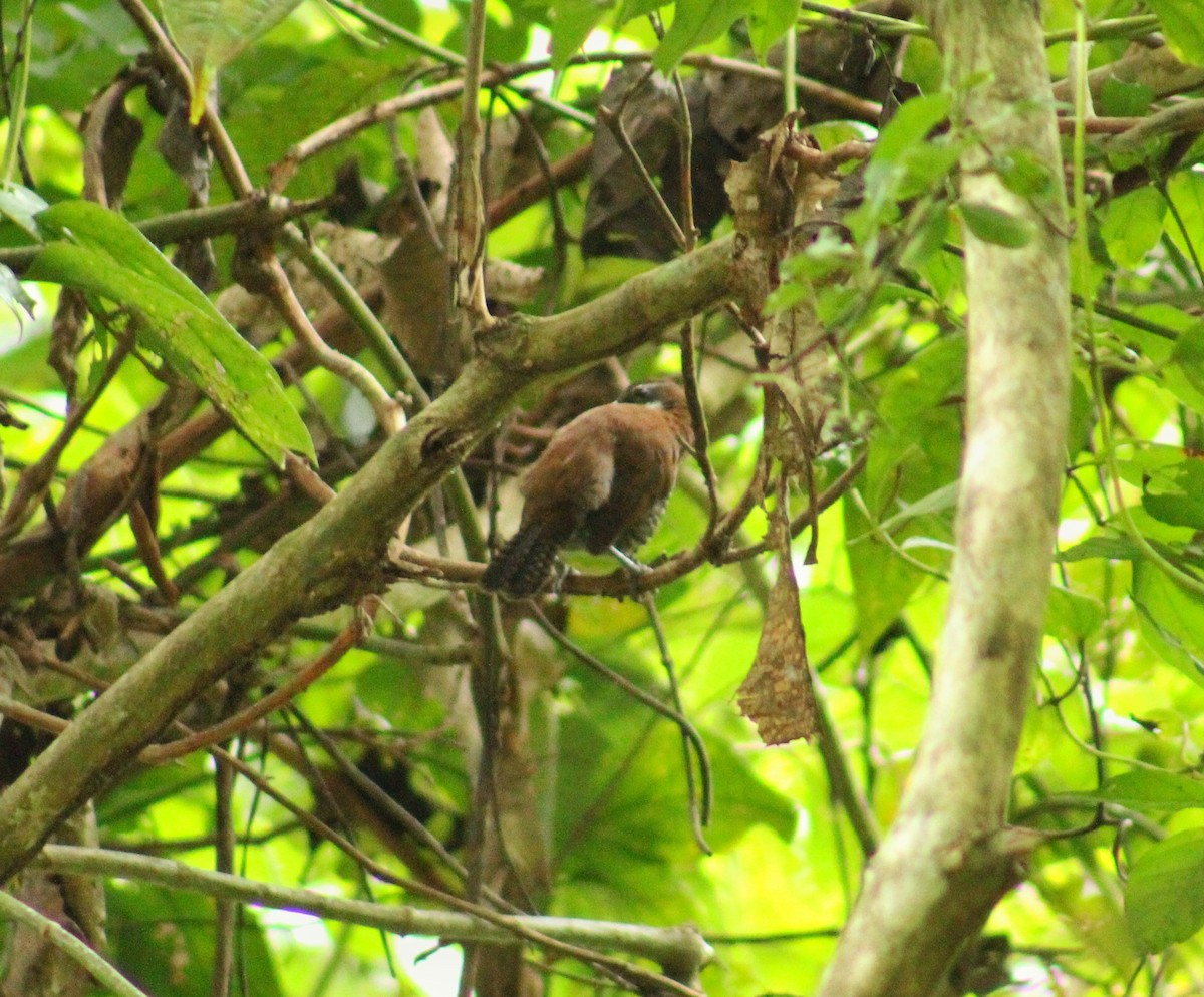 Black-bellied Wren - ML644604187