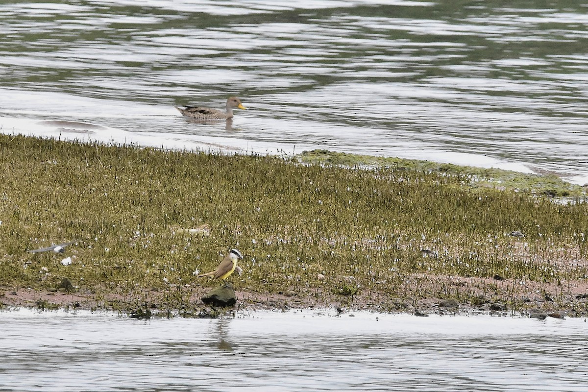 Yellow-billed Pintail - ML644604189