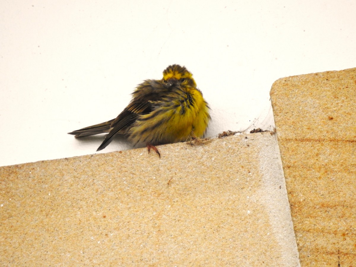 Girlitz - ML644604190