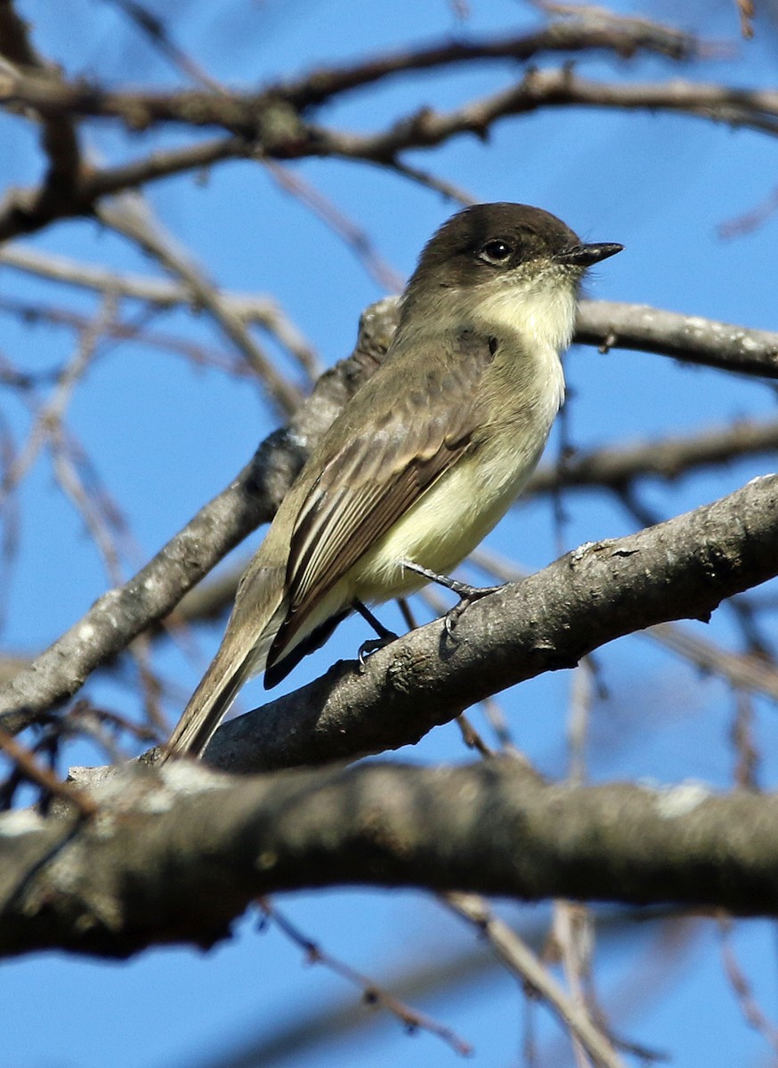 Eastern Phoebe - ML644604208