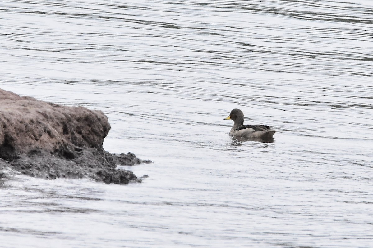 Yellow-billed Teal - ML644604212