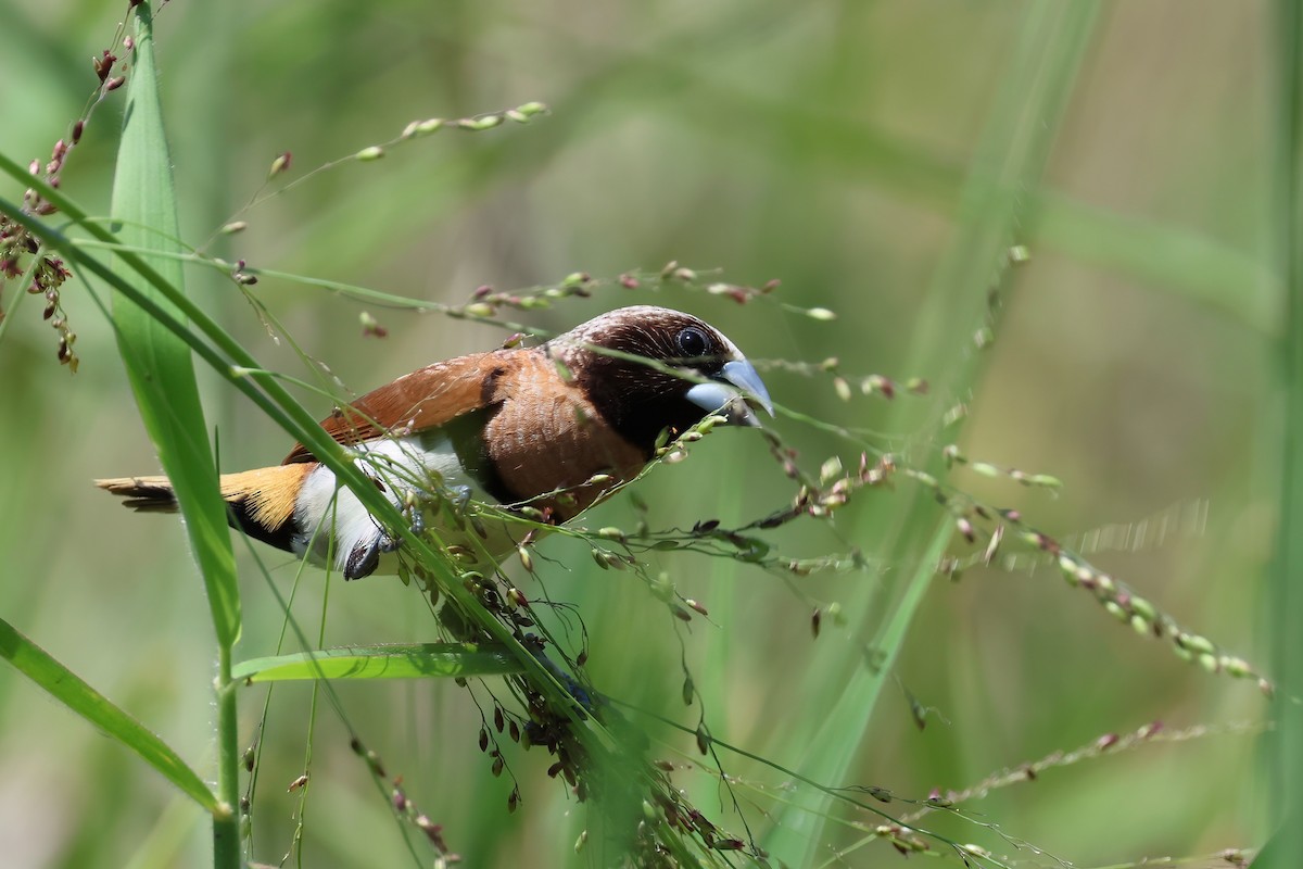 Chestnut-breasted Munia - ML644604213