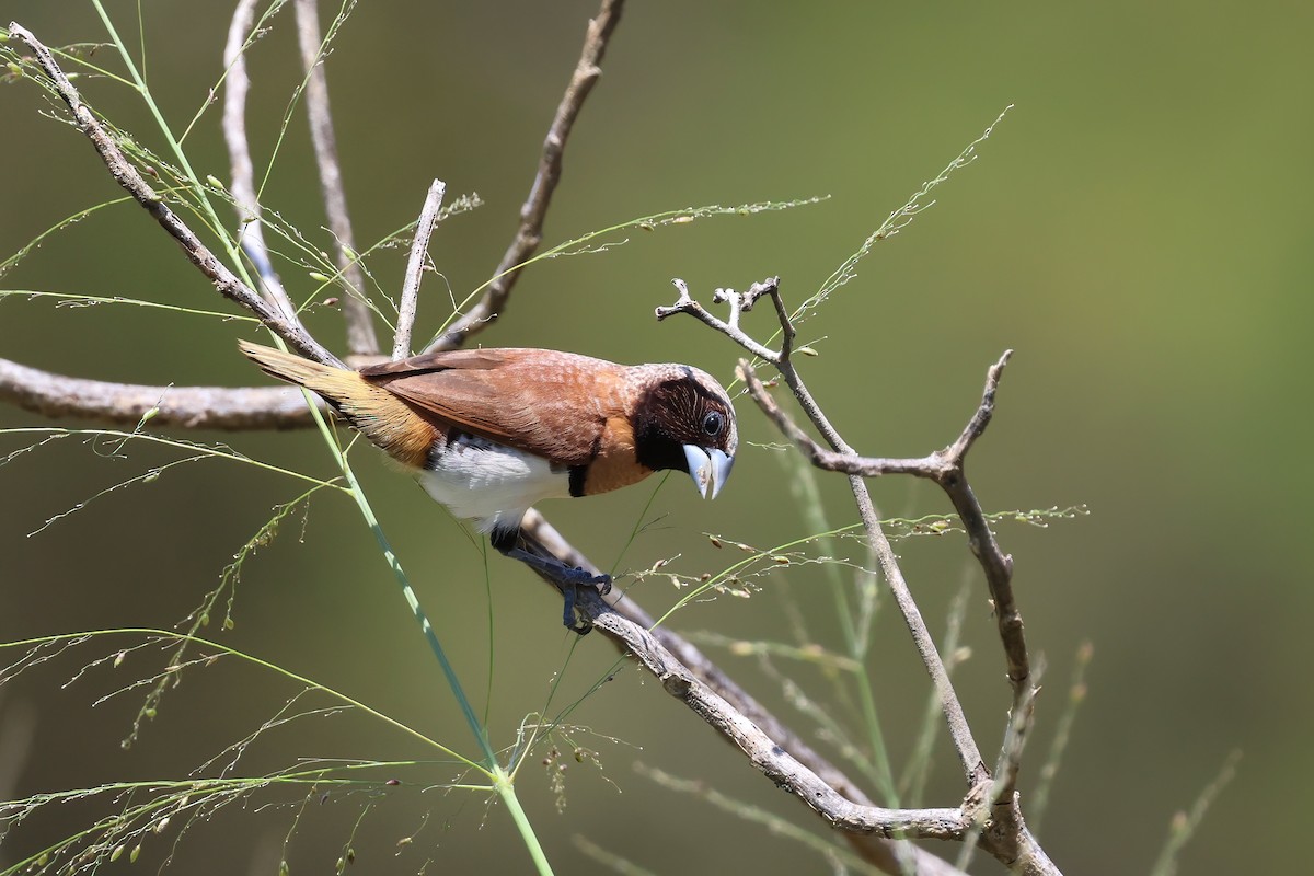 Chestnut-breasted Munia - ML644604214