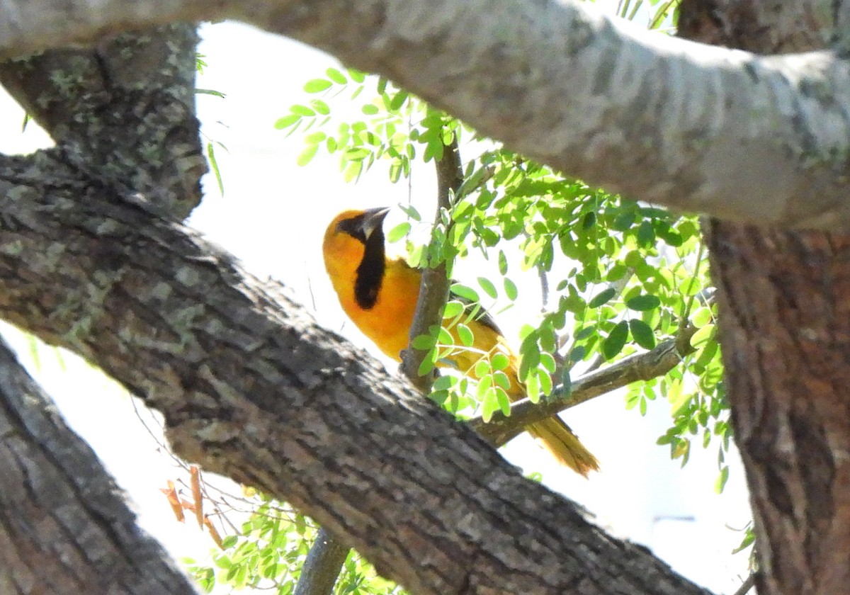 Altamira Oriole - ML644604216