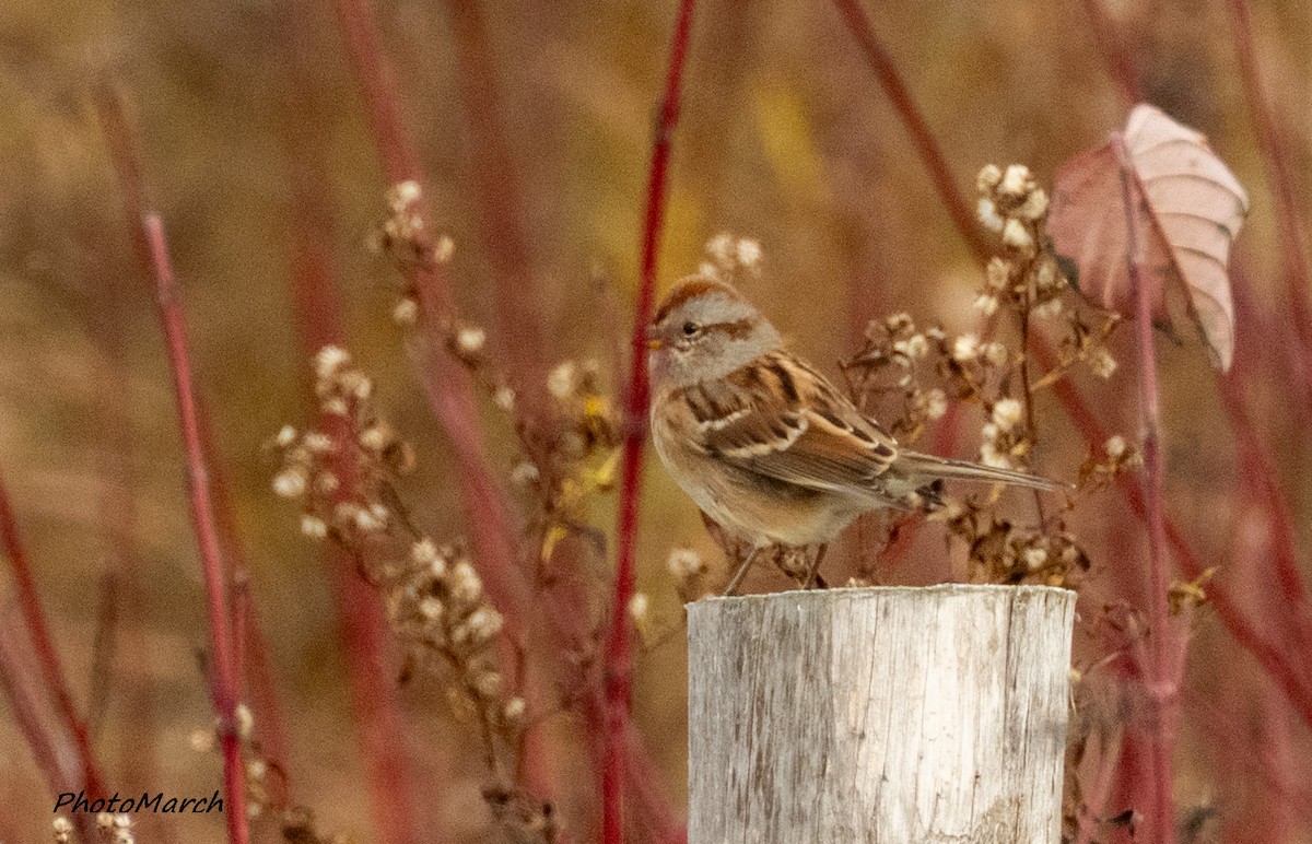 ムナフヒメドリ - ML644604217