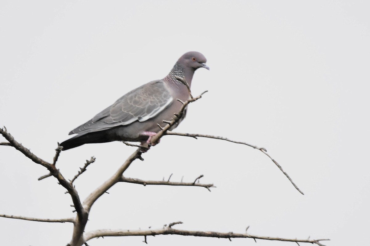 Темнохвостый голубь - ML644604221