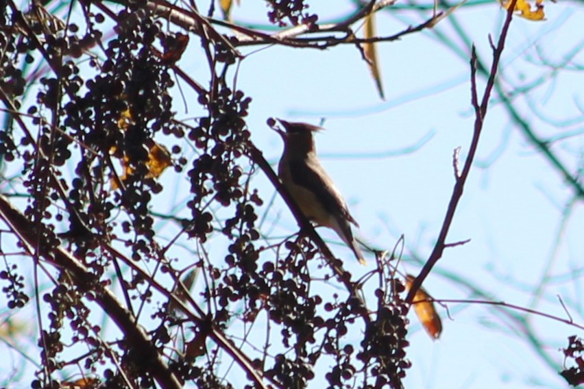 Кедровый свиристель - ML644604225