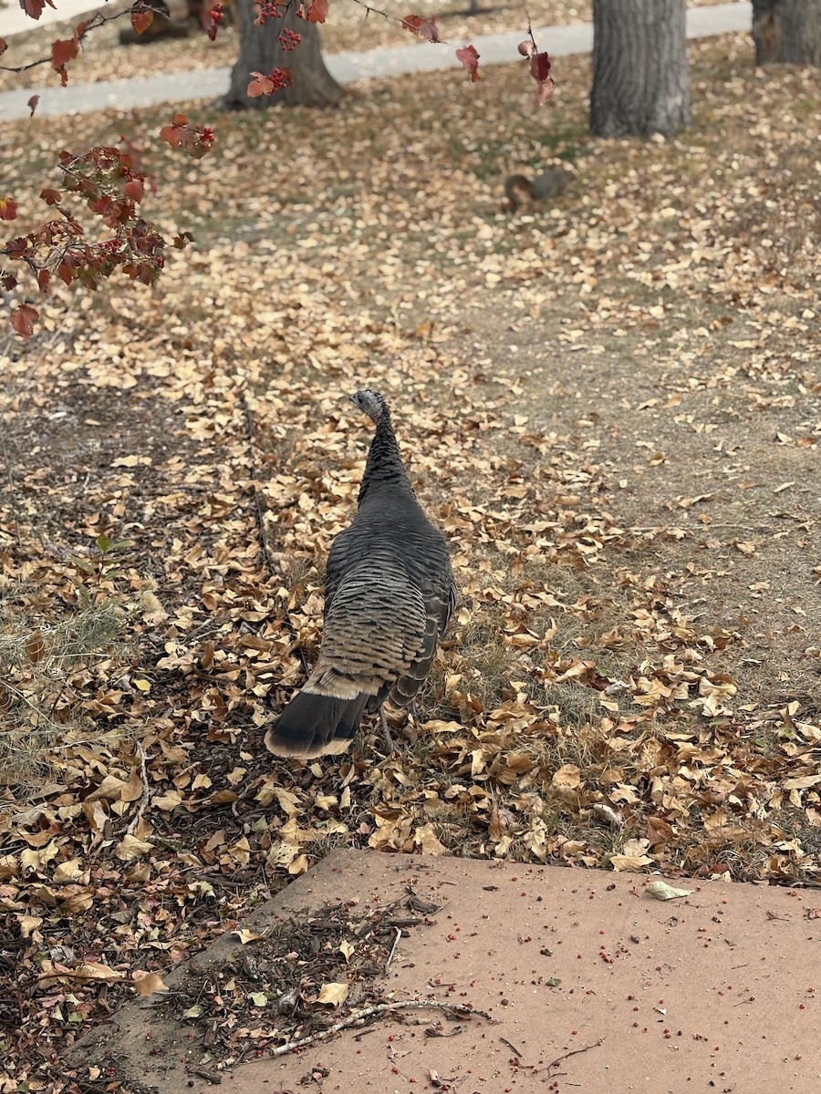 Wild Turkey - ML644604227