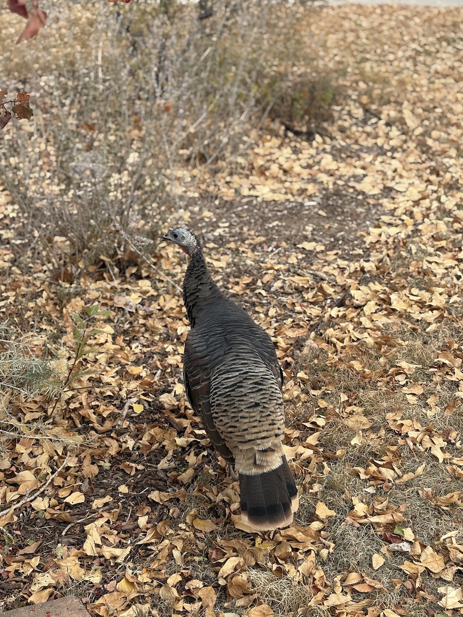 Wild Turkey - ML644604228