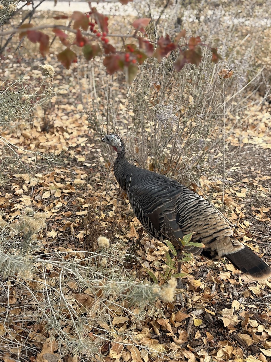 Wild Turkey - ML644604229