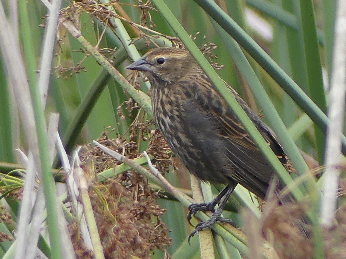 Red-winged Blackbird - ML644604242